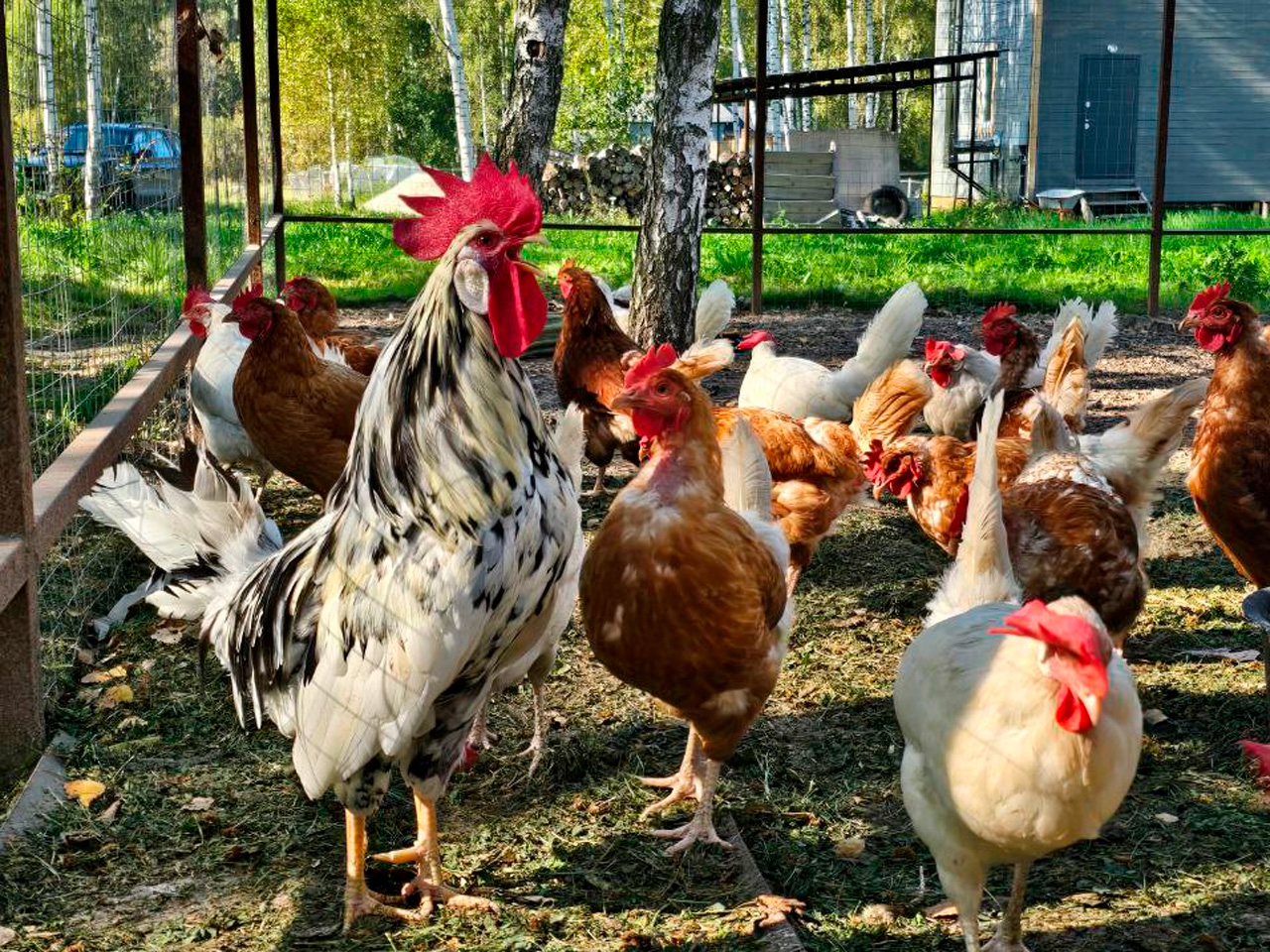 farm1.jpg