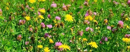 meadow-3557289_1280-1-1-1.jpg