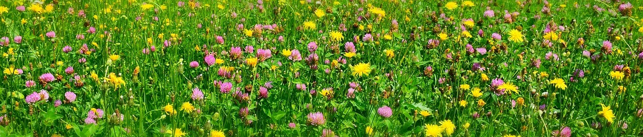 meadow-3557289_1280-1.jpg
